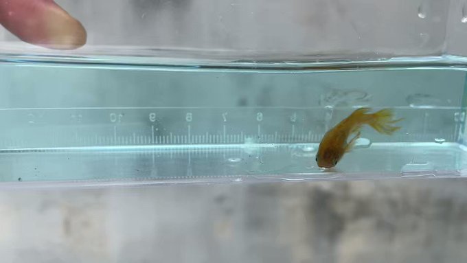 希少☆年代物☆送料込！臼☆ウス☆ビオトープ☆メダカ飼育