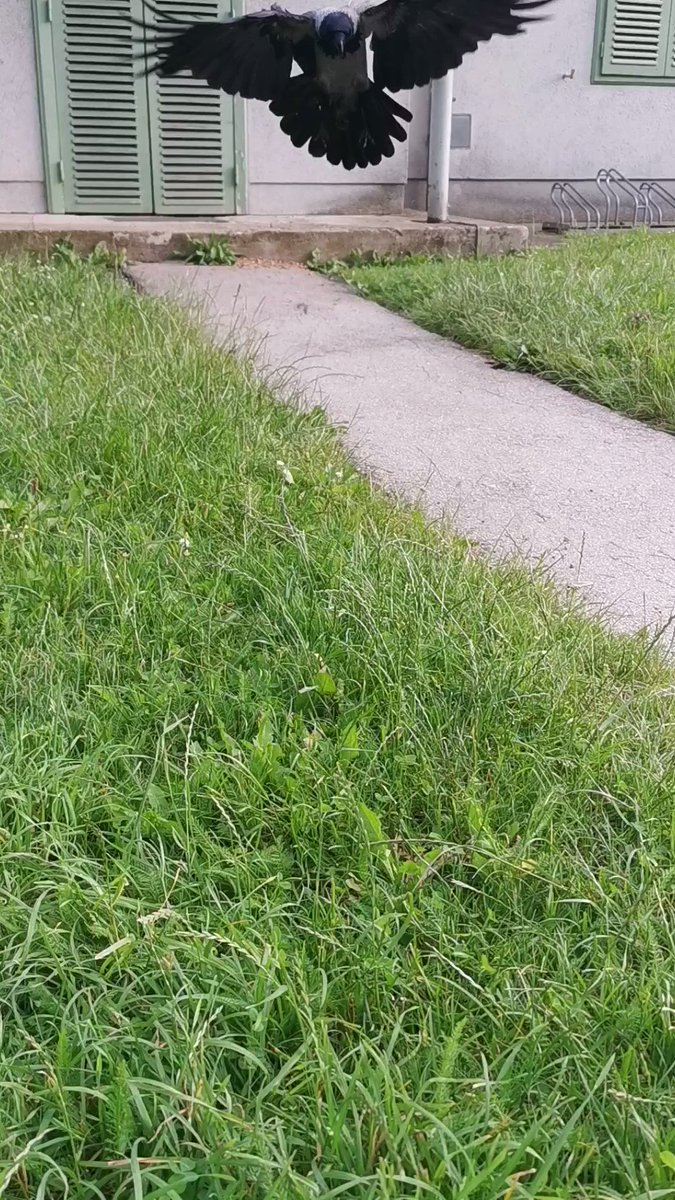 Vienna City Crows on Twitter: "#Crow_personalities Famous #crow couples