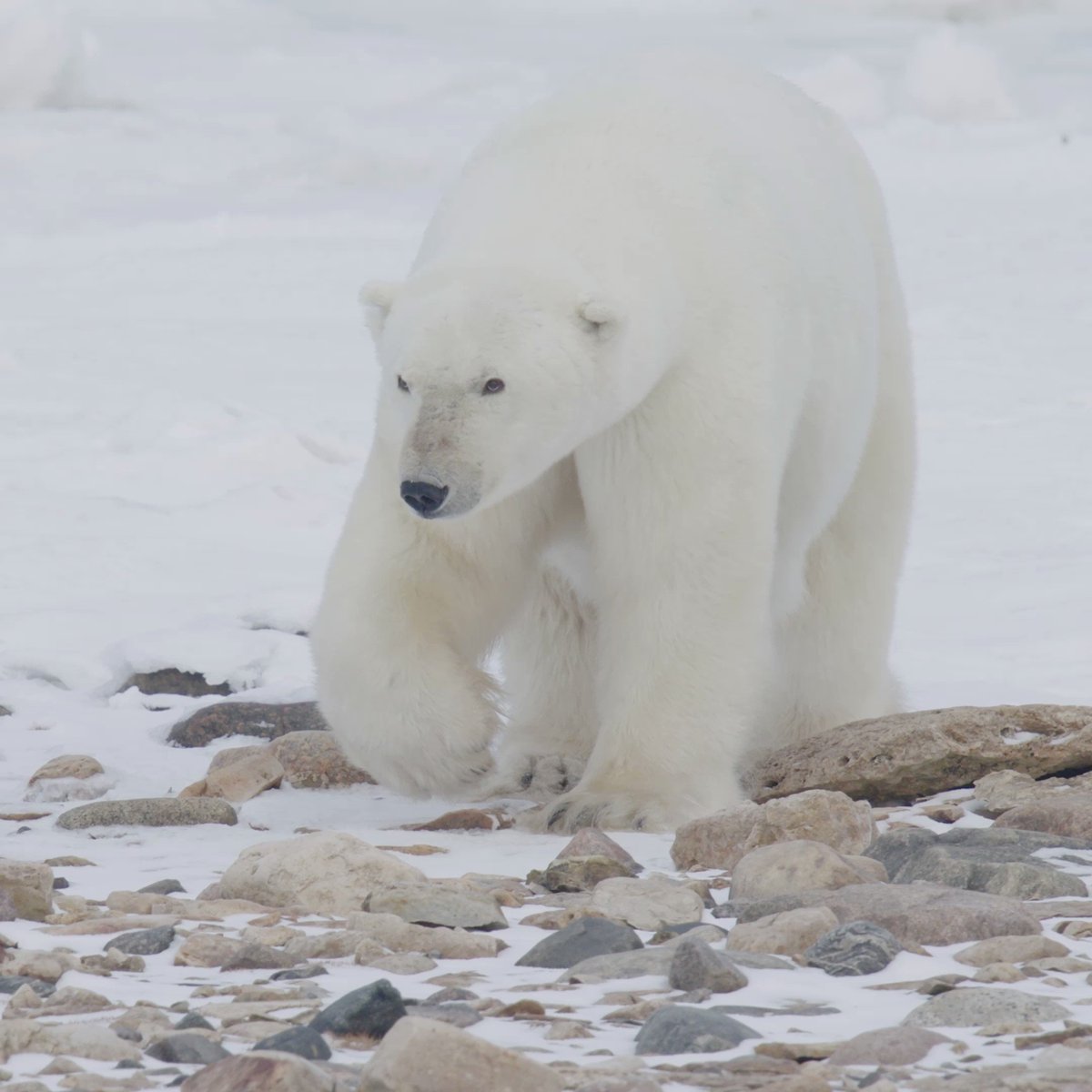 Polar Bears International on Twitter: "How big are polar bears? Adult