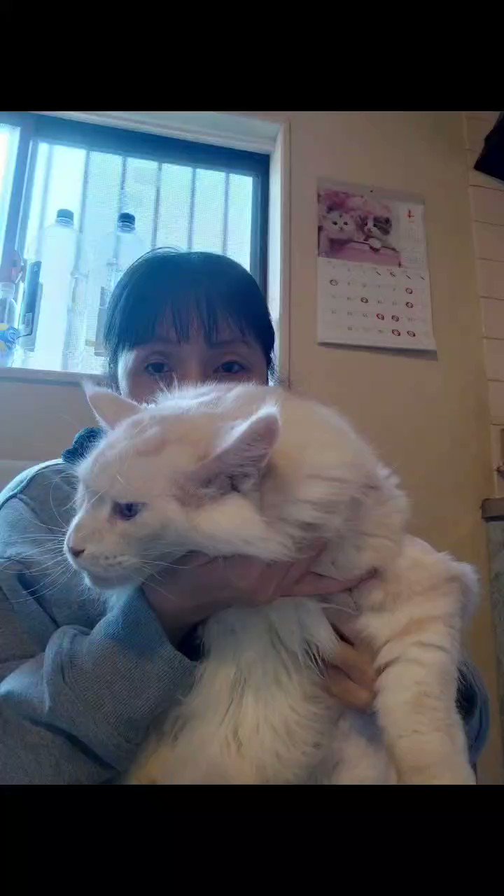 なんちゃん on X: 