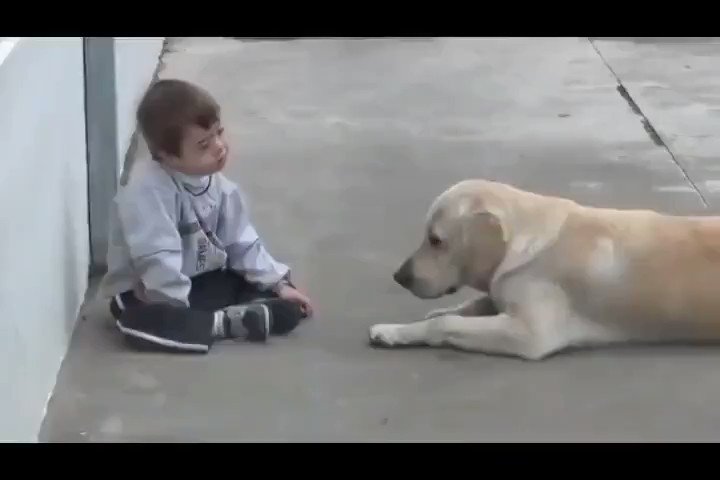 S r d a č n o ... on Twitter: "Пас игра се са малишаном са дауновим ...