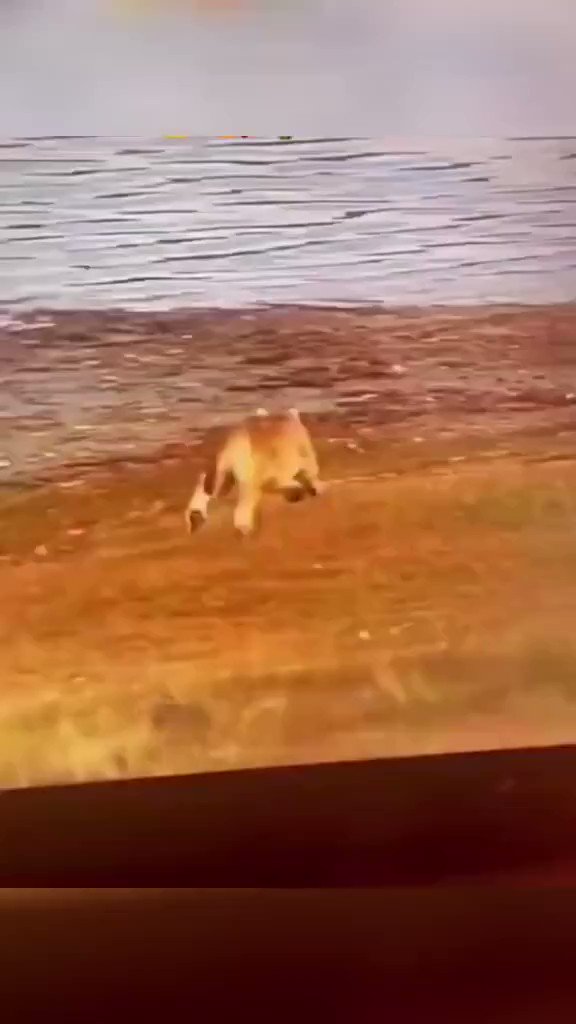 RT @darksidenatures: Alpaca not losing to a mountain lion. https://t.co/9EpuUOSI7p