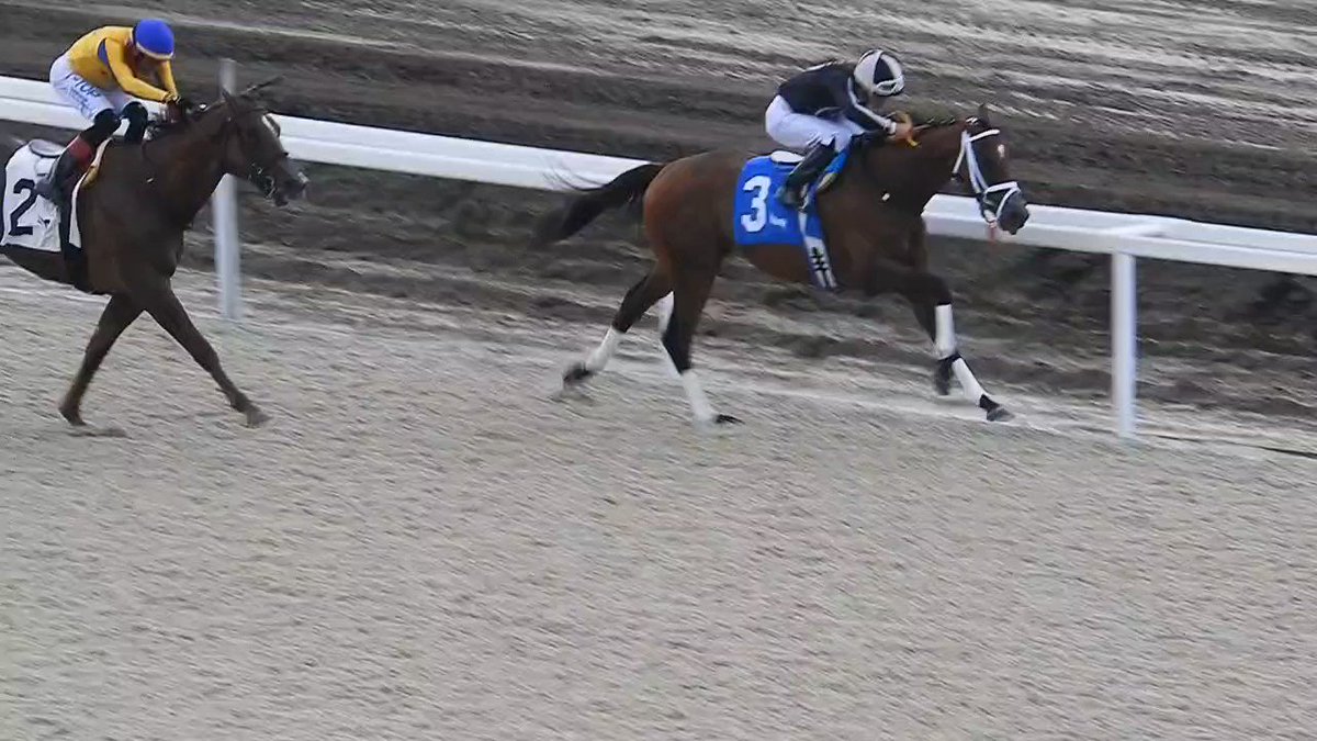 Volcanic and @EdwinGonzalz1 (outside) reaching the wire first in the 8th race at #GulfstreamPark. https://t.co/aFXzujycBe