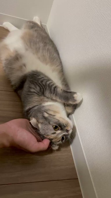 にゃんこスタイ 猫を崇めよ - 通販 - guianegro.com.br
