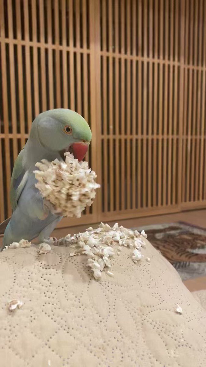 激安ブランド 特価!リピート割 chaco* バードアスレチック 2作目 鳥