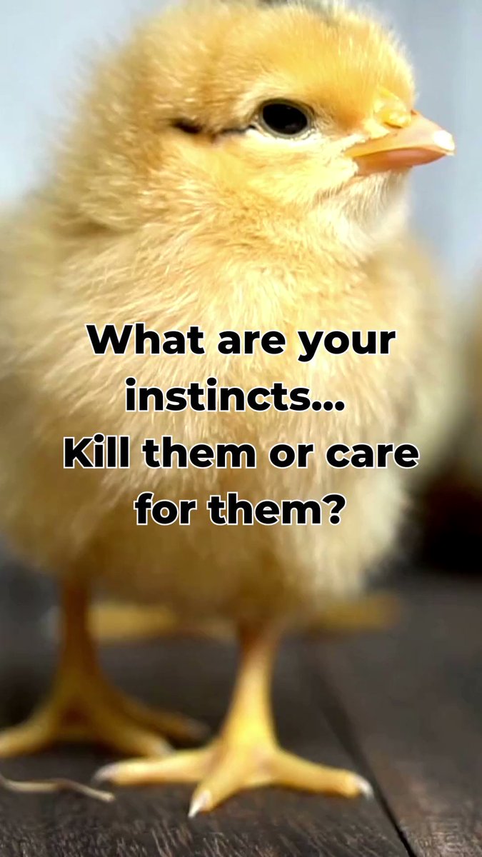 viva-on-twitter-if-you-re-an-animal-lover-don-t-pay-for-people-to