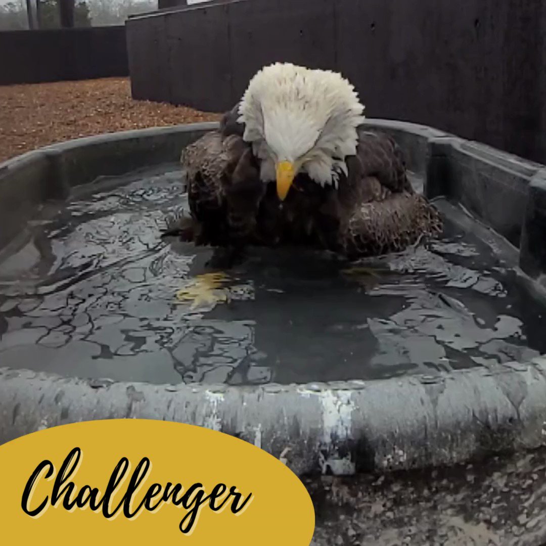 American Eagle Foundation on Twitter "June 20th, or American Eagle Day, celebrates the bald