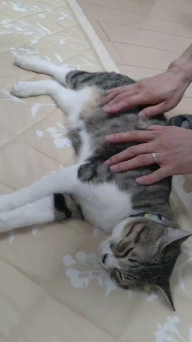 全肯定してくれる優しい猫 正規取扱店の通販 - m-isac.jp