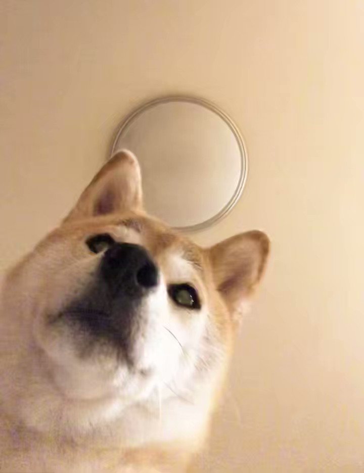 柴犬·͜·♡もも - 【定期】飼い主が二度寝しないように監視する犬2:54am もも？目が合うと静かに頷いてくるのはさすがに笑うって…