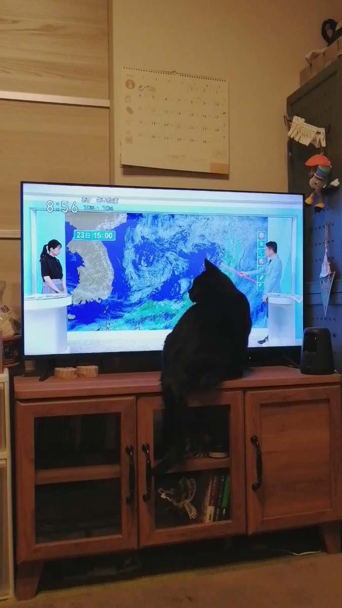 ねこねこ55 Eテレ】ねこねこ55のテーマ曲をハワイ気分で 0655 Hawaiian