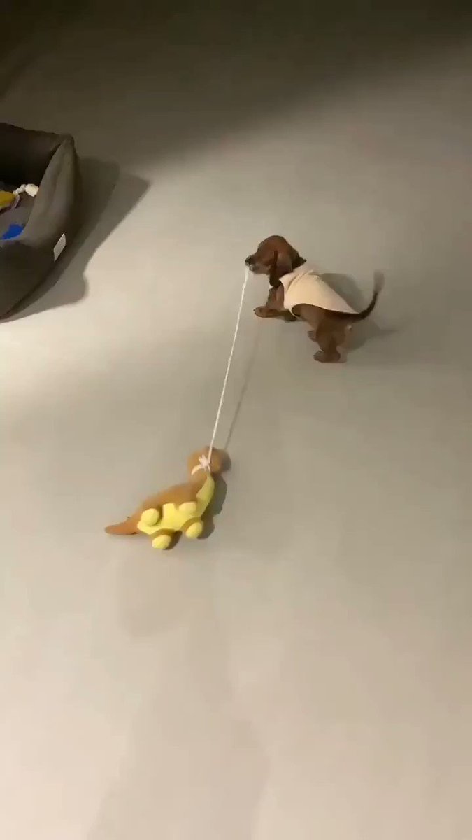 397 犬が自分のペットと散歩する？