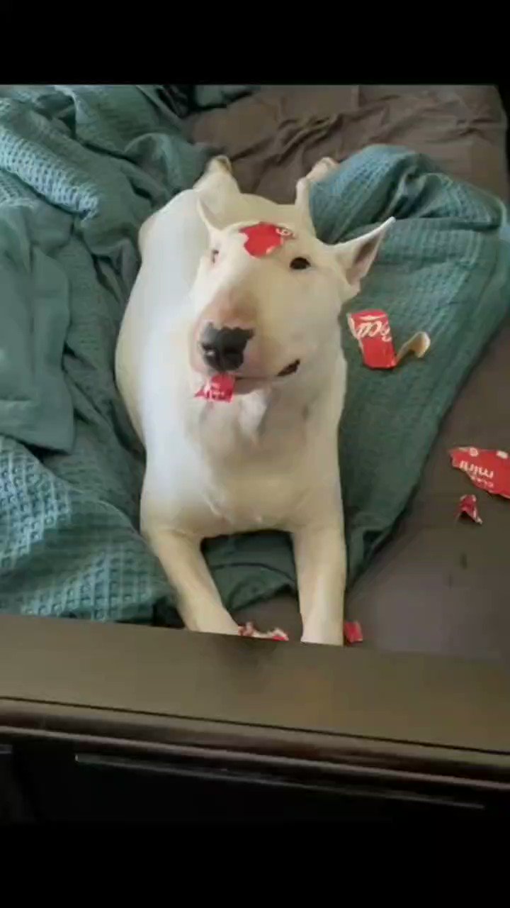 Funny bull outlet terrier videos