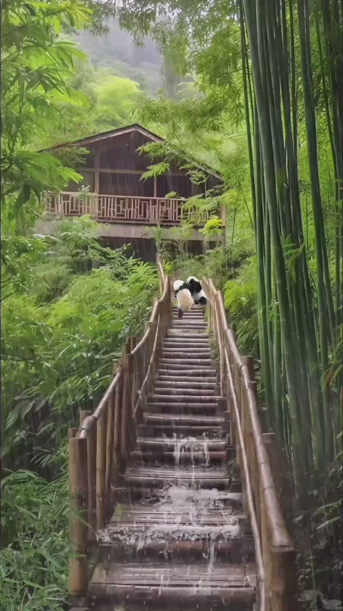 Shanghaipanda On Twitter Kung Fu Pandas Shanghaipanda On Twitter Kung Fu Pandas