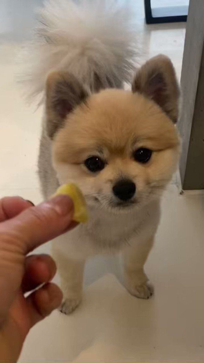 デカポメ🐶⛩️ポルくん🗼 on X