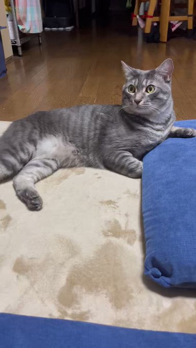 爆買いセール サバトラ猫ちゃんのメモスタンド №2086 i9tmg.com.br