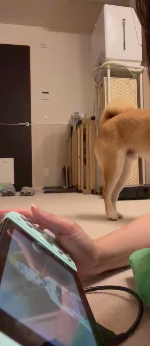 ぬいぐるみを置けば、飼い主さんはゲームを置いて遊んでくれる！健気な豆柴が可愛すぎる件。