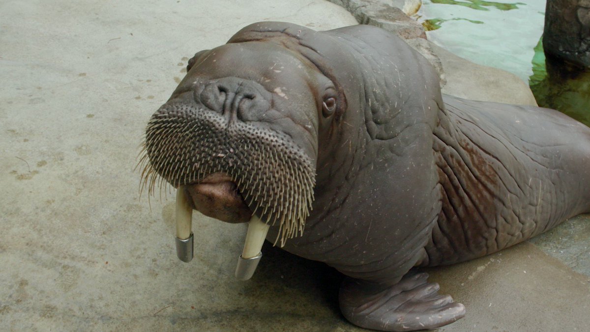 Point Defiance Zoo & Aquarium on Twitter: "Wonderful walrus sounds!🔊
