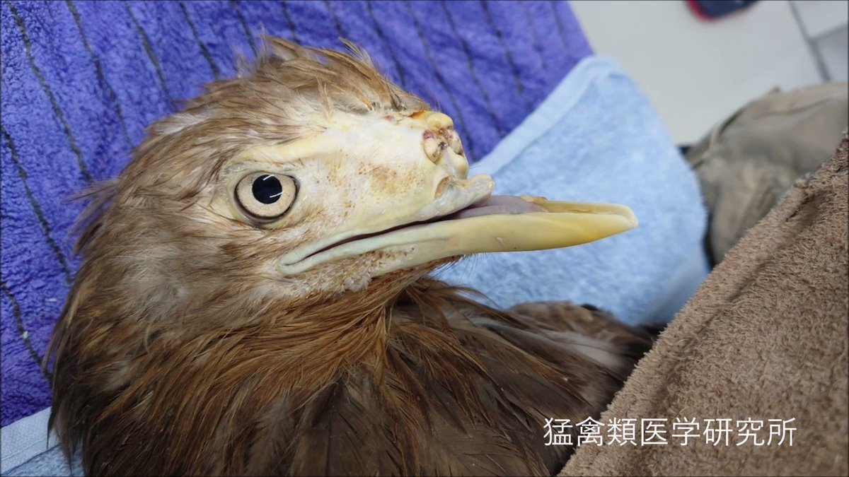 猛禽類学 生物多様性コラム | The MIDORI Press