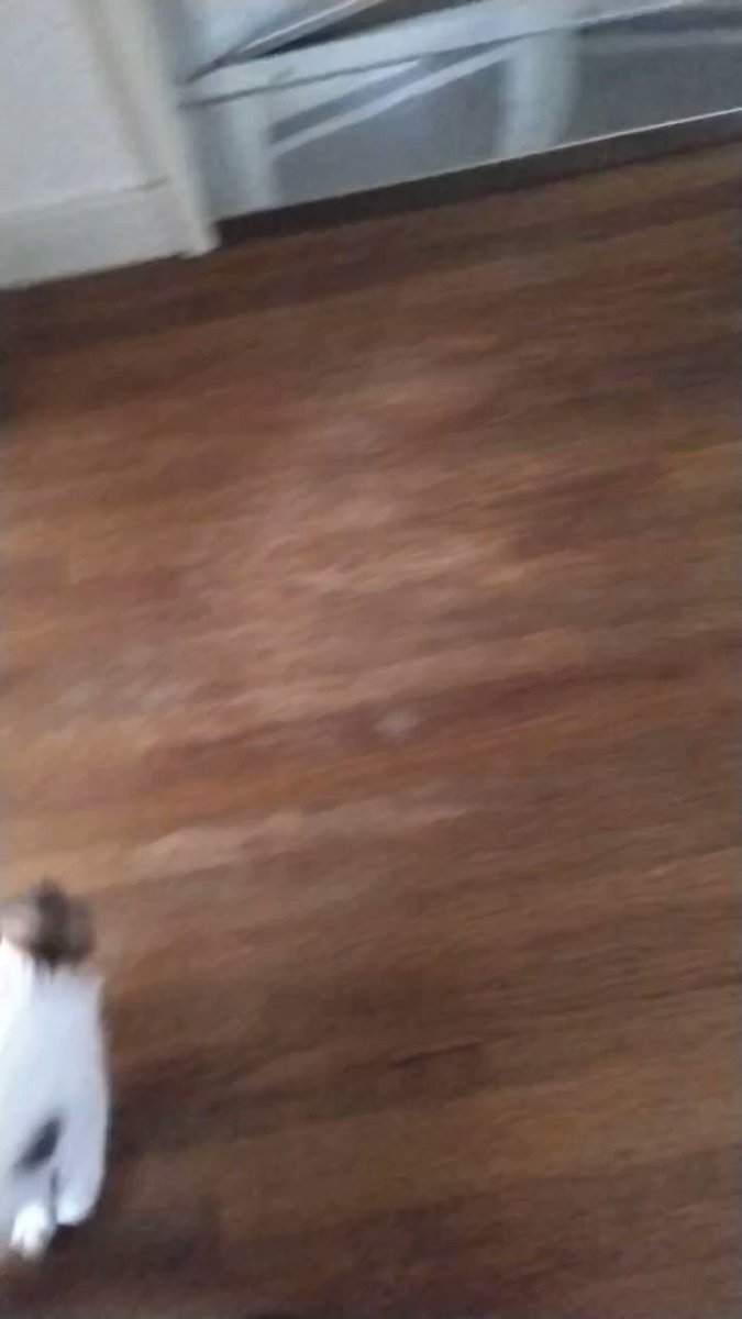 エンジェルちゃん