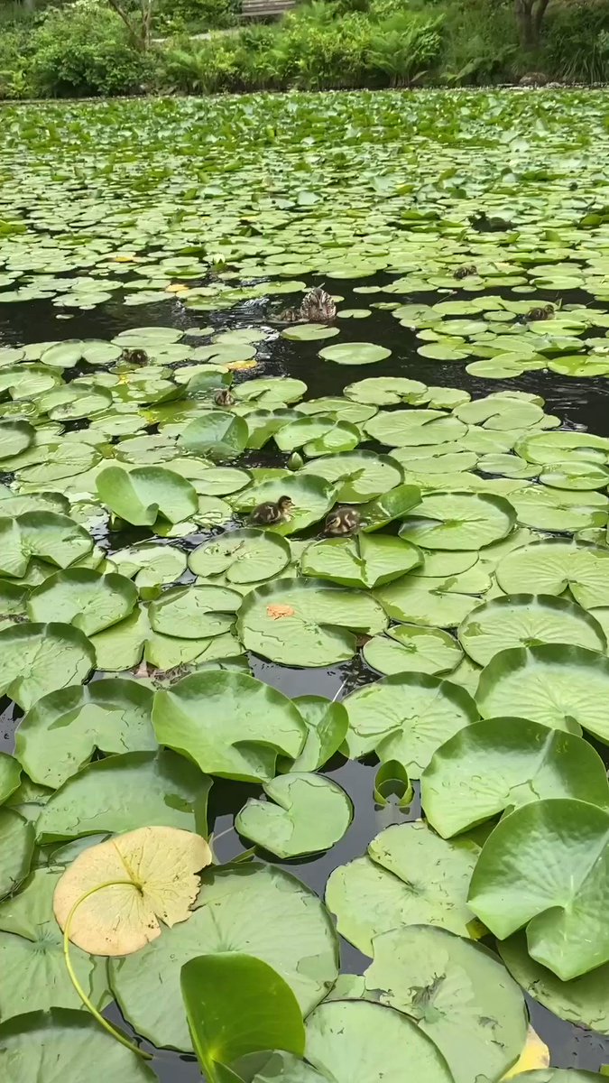 カナダの植物園の池に浮かぶ睡蓮。睡蓮の葉の上を走り回っているのは、子鴨達だった。