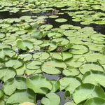 カナダの植物園の池に浮かぶ睡蓮。睡蓮の葉の上を走り回っているのは、子鴨達だった。