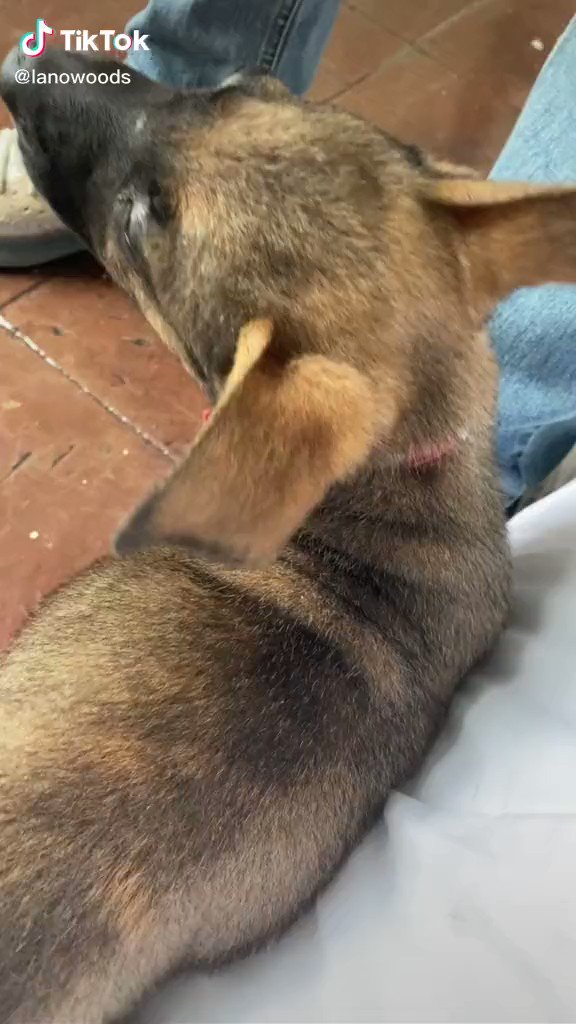 THEE PainInMyalgia🌻💛 on Twitter "Thankfully the guy in this known as