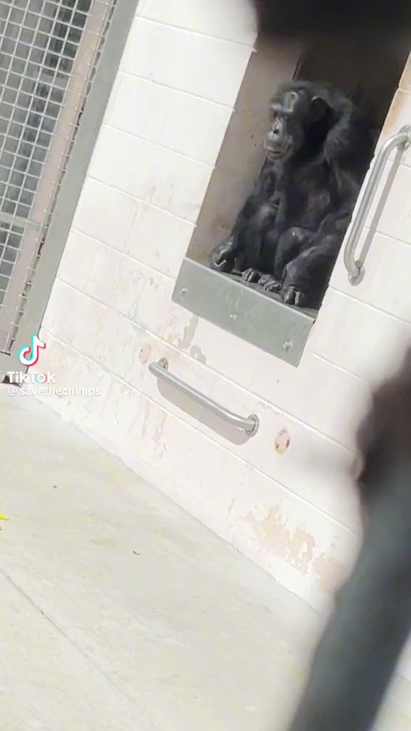 CeCe 🌴🦩🇺🇸 on Twitter: "Freedom!! Vanilla the chimp, caged for entire