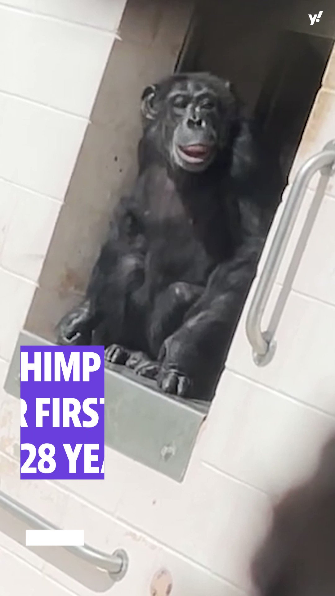 Yahoo News on Twitter: "A 28-year-old chimpanzee named Vanilla was