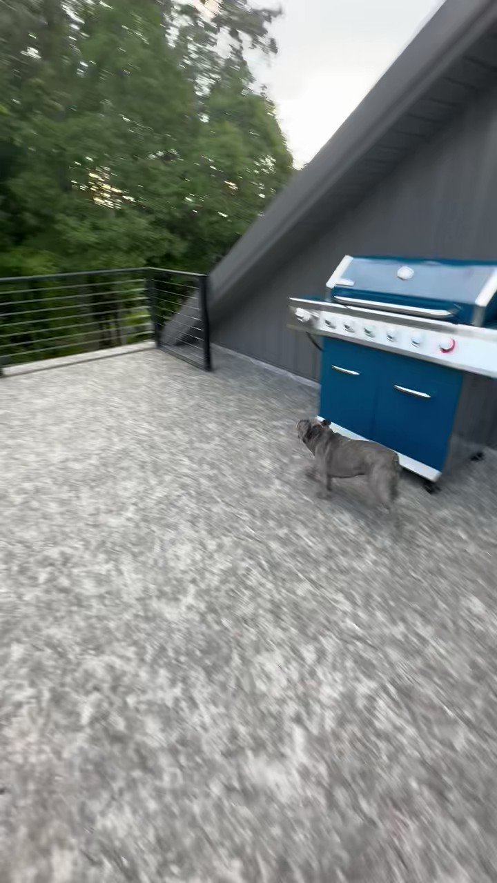 Shawn Reynolds on X: Hes basically a dingo t.cobhsz4Zc8BX  X