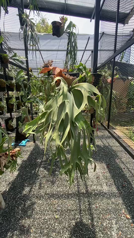 ビカクシダ MonkeyNorth 大株 超お得(TT) ビカクシダ MonkeyNorth 大株 超お得(TT) ビカクシダ MonkeyNorth 大株