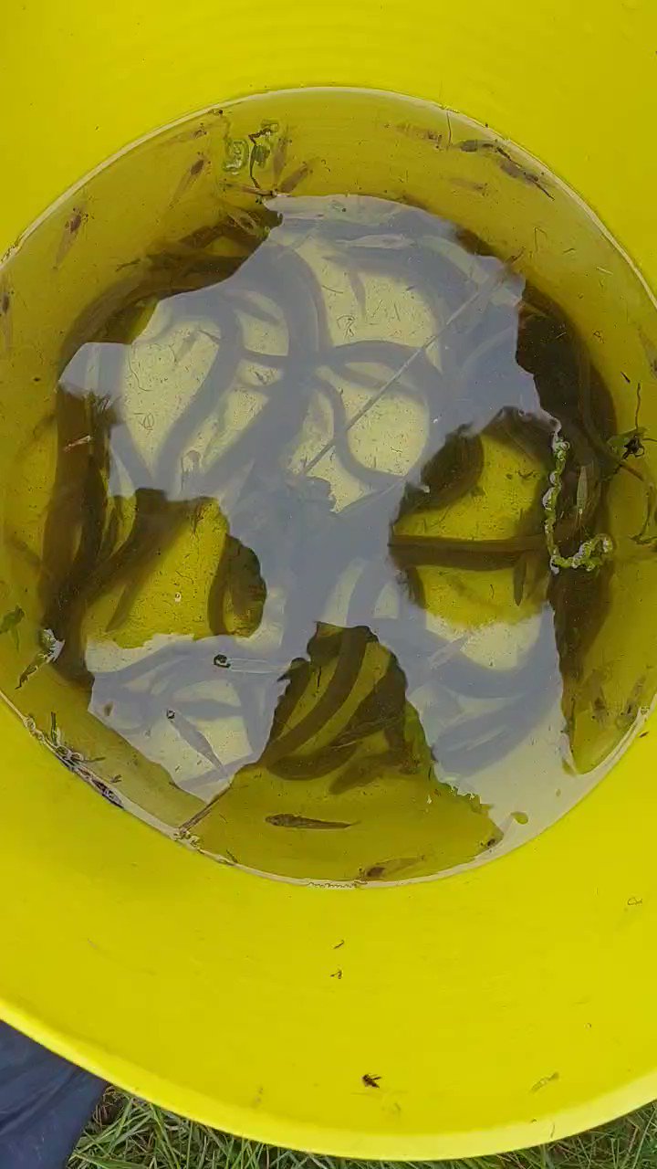 UCL Pond Restoration on Twitter: "3/5: Although #eel numbers have