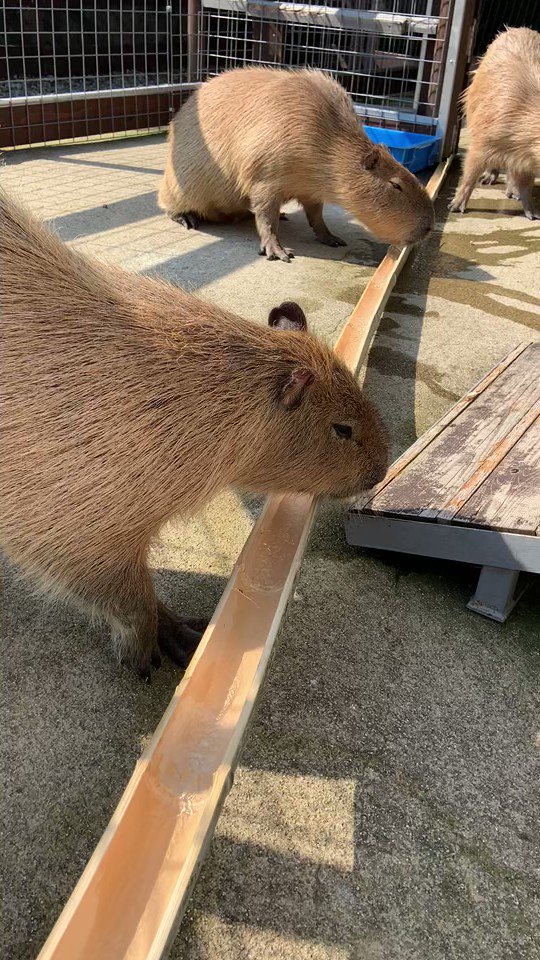 流しそうめんのように色々流していこう！しかしカピバラが夢中になっているのは、水が流れている竹だった。