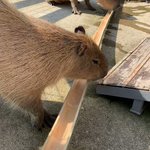 流しそうめんのように色々流していこう!しかしカピバラが夢中になっているのは、水が流れている竹だった。