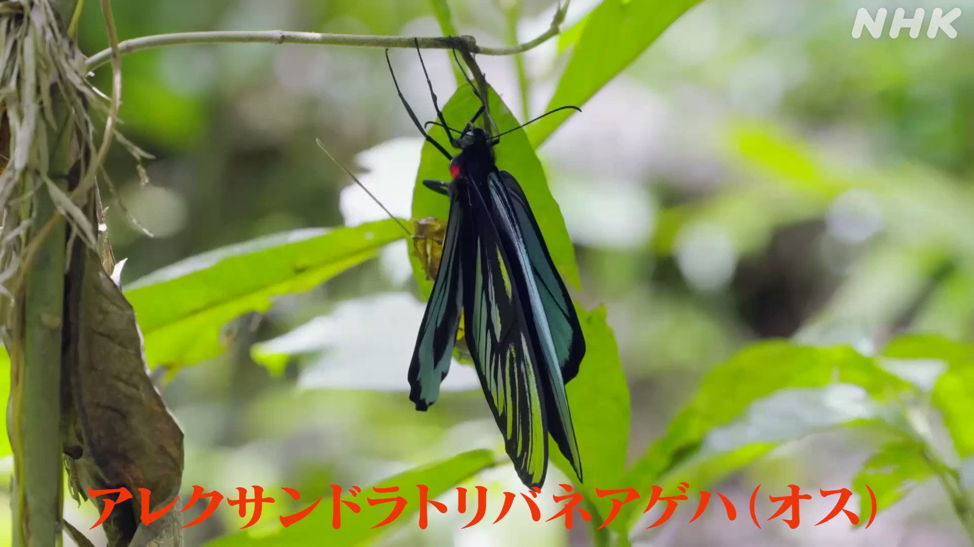 ダーウィンが来た！ on X: 
