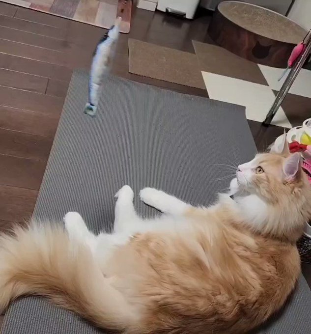 ダイヤモンド キャンバスF6 猫 メインクーン 純正割引 - vidaclube.com.br
