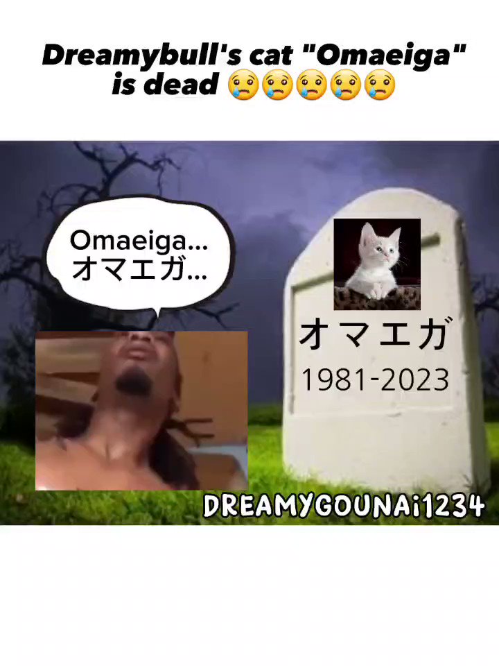 오늘 점심 반찬 on X: Dreamybull's cat Omaeiga is dead 😢😢😢😢😢 #dreamybull  #ambatukam #Memes  / X