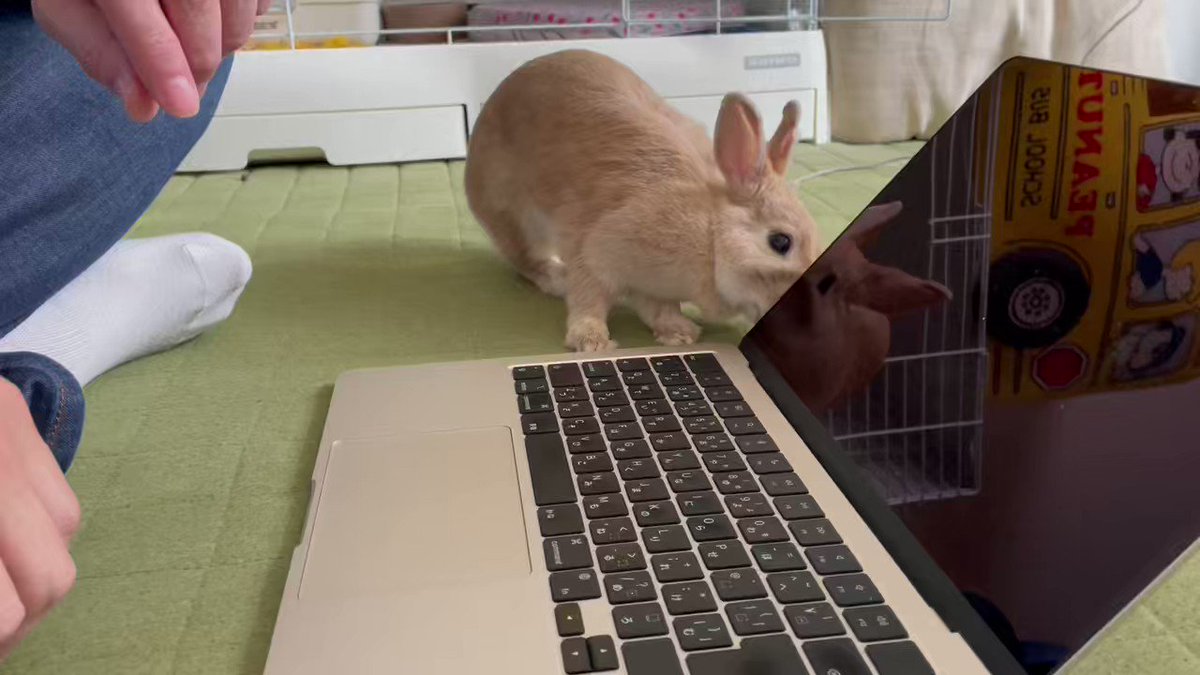 RT @TranslatedBuns: A clever rabbit that wakes up your computer
 https://t.co/FhwTMtqu6n