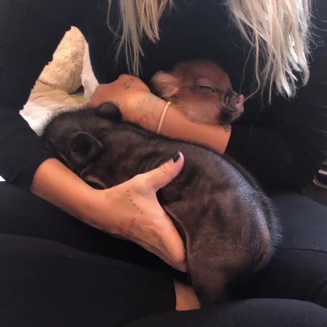 RT @bvssia: nothing..just a video of sia petting piglets https://t.co/x1su3UfThA
