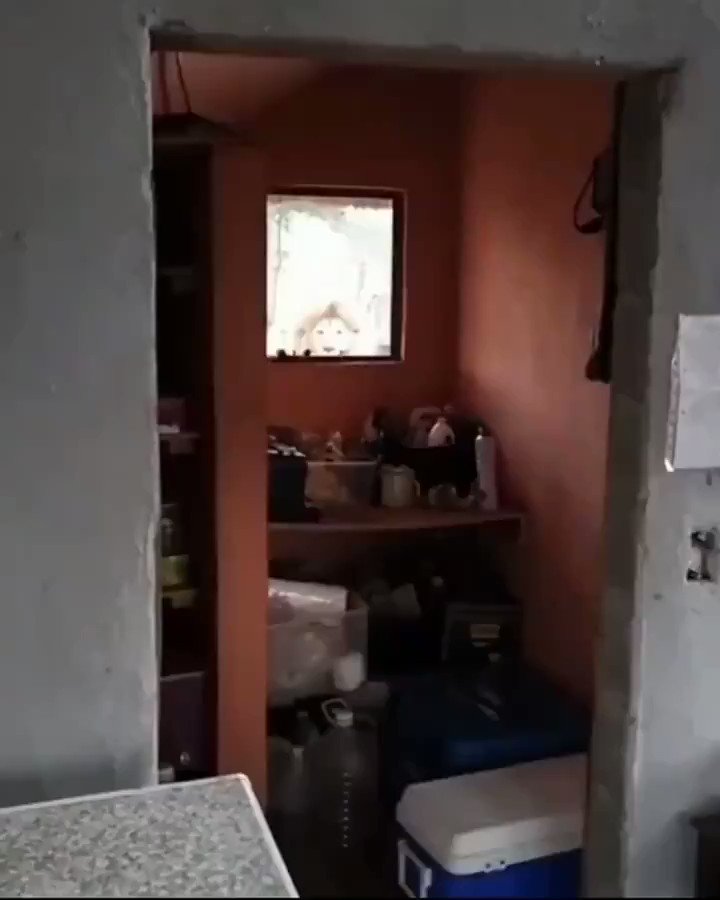 RT @thatsinsane__: A man wakes up and finds a lion looking at him through his window https://t.co/m9Z1ylqbFn