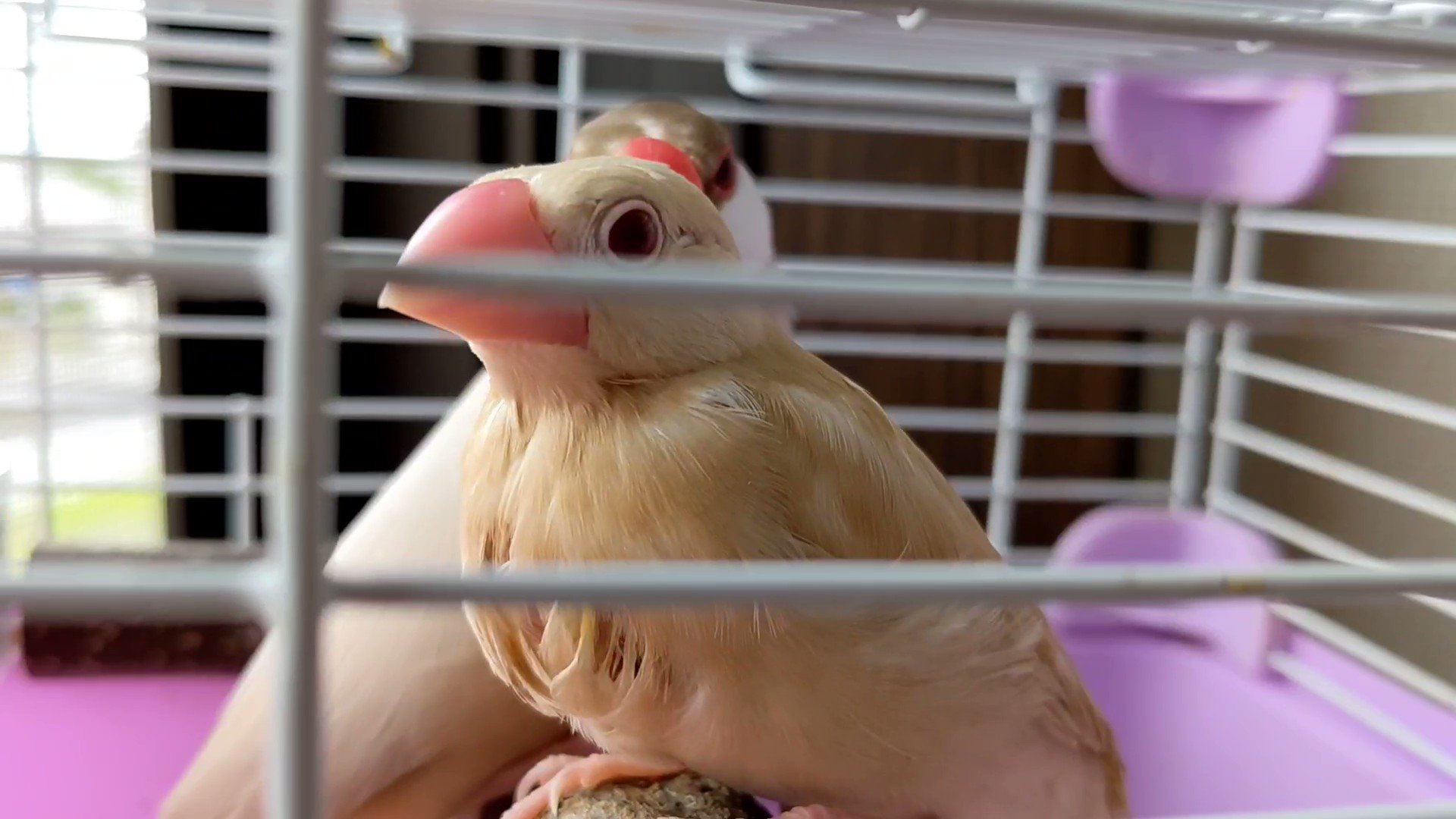 ひよこ べるを商店🐥 on X: 