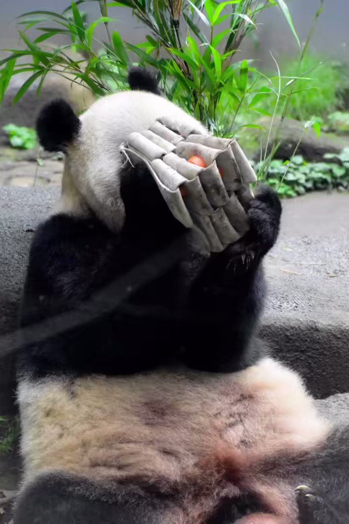 よここ🐼 on Twitter 