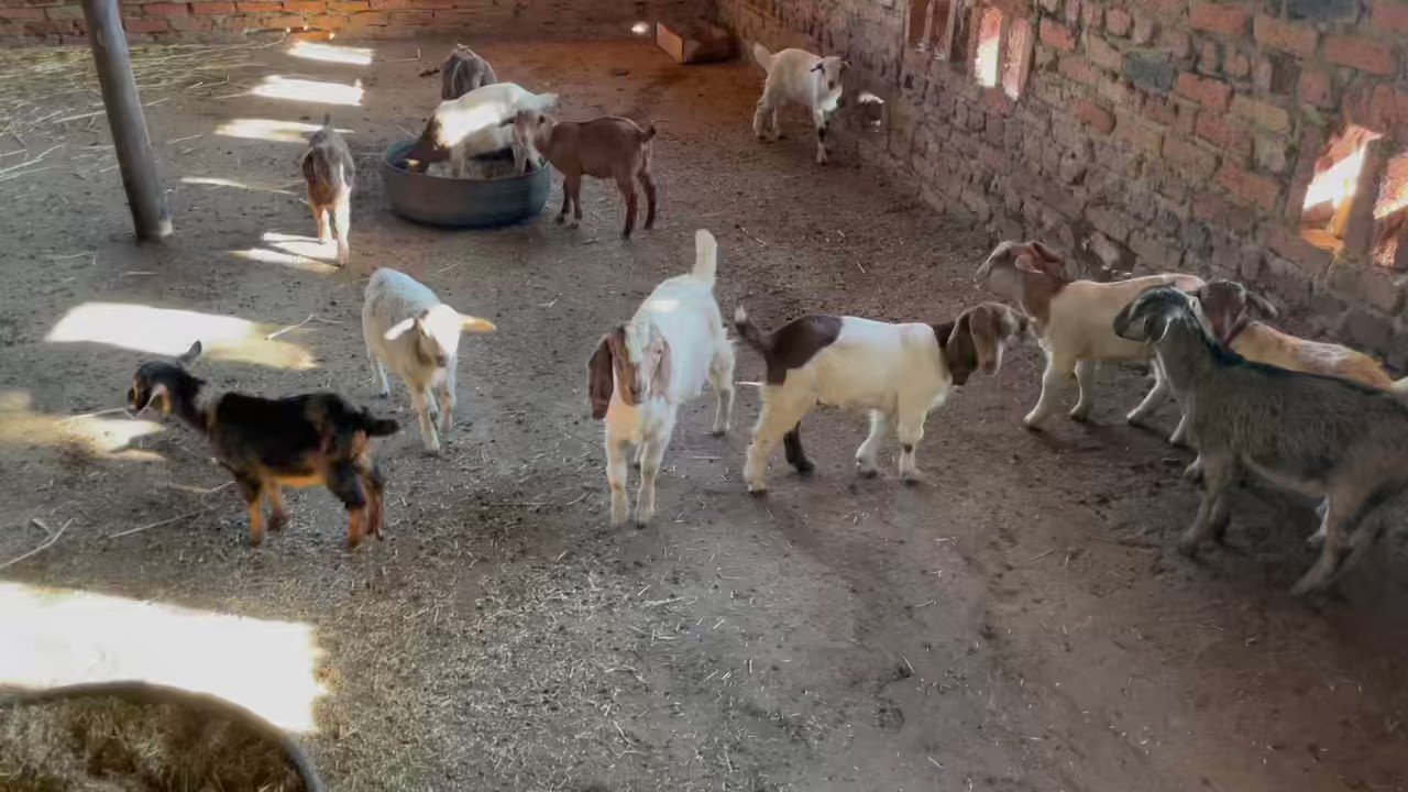 ScrubbsFarm on Twitter "Feeding the goat and sheep kids with creep