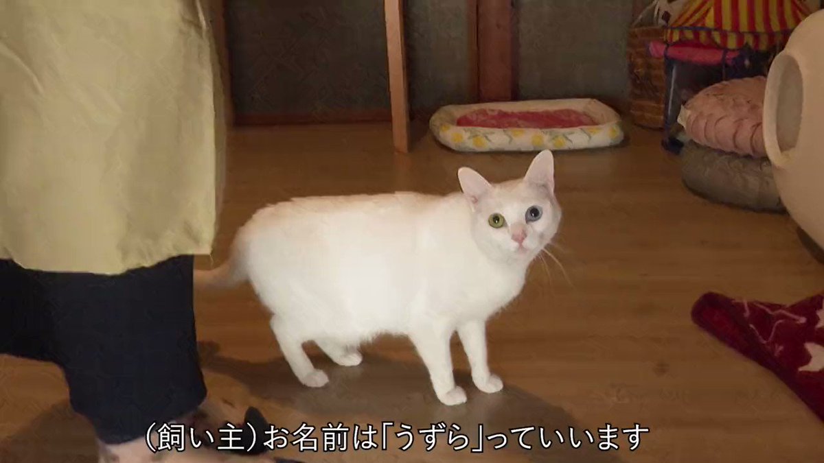 OR-TPkIfKh5pL1My.jpg