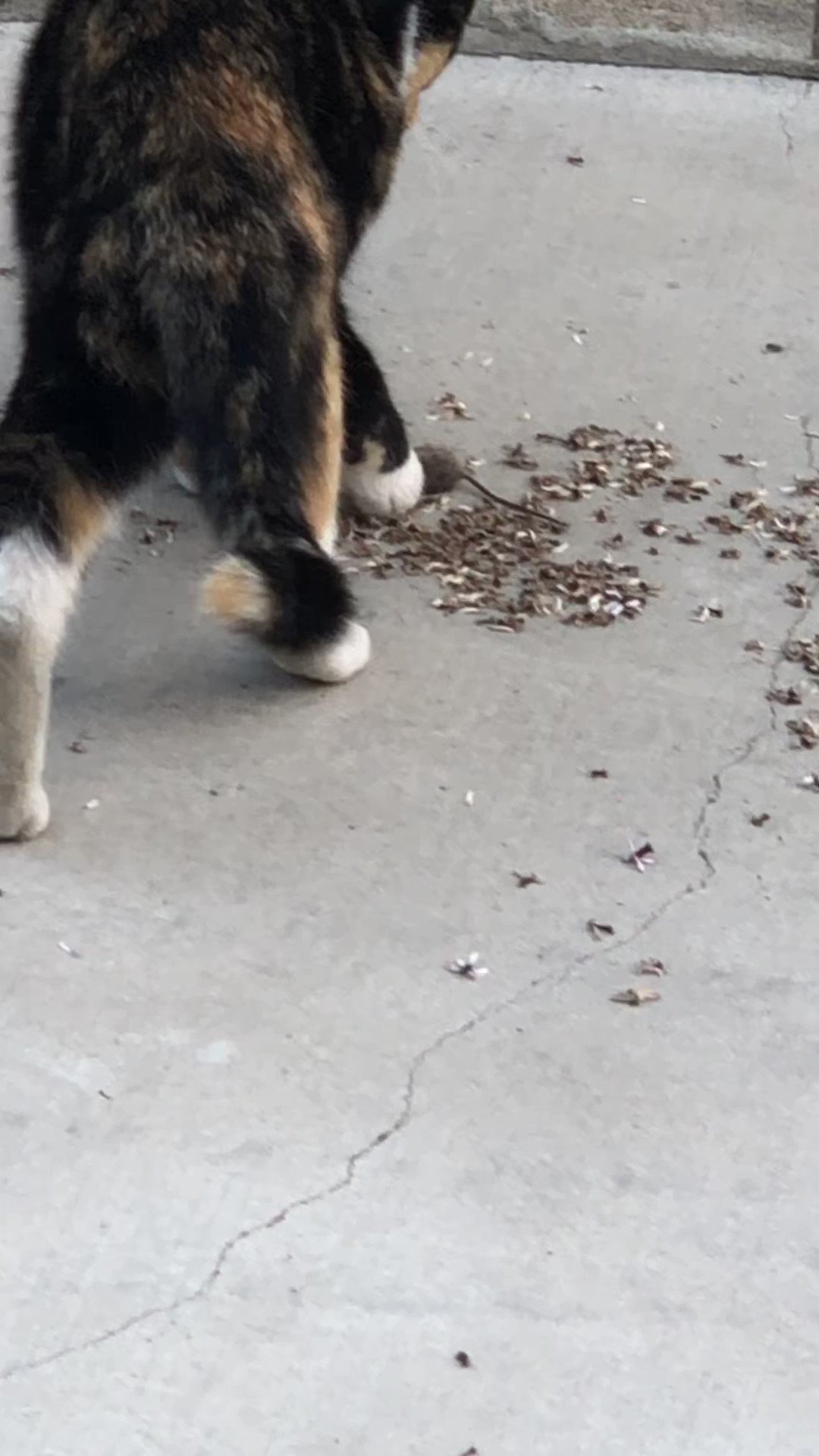 Simon Bernard 🍊 on Twitter "My female cat is a real huntress. All