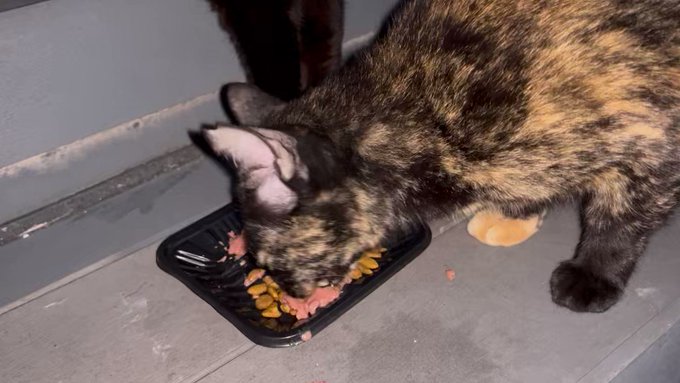 代引き人気 作家さんが手掛けた一点もの ぷくっとして可愛い過ぎる猫の