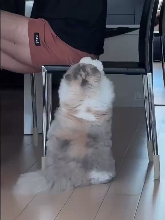 All About Cats ππββ¬ on Twitter: "This gorgeous kitty deserves far more