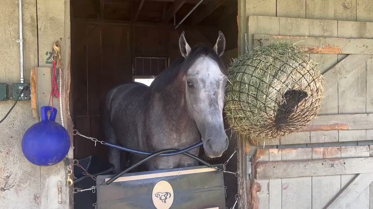 RT @tjwilkin: Belmont Stakes winner Arcangelo at the Spa… https://t.co/9TcxWSlK2B