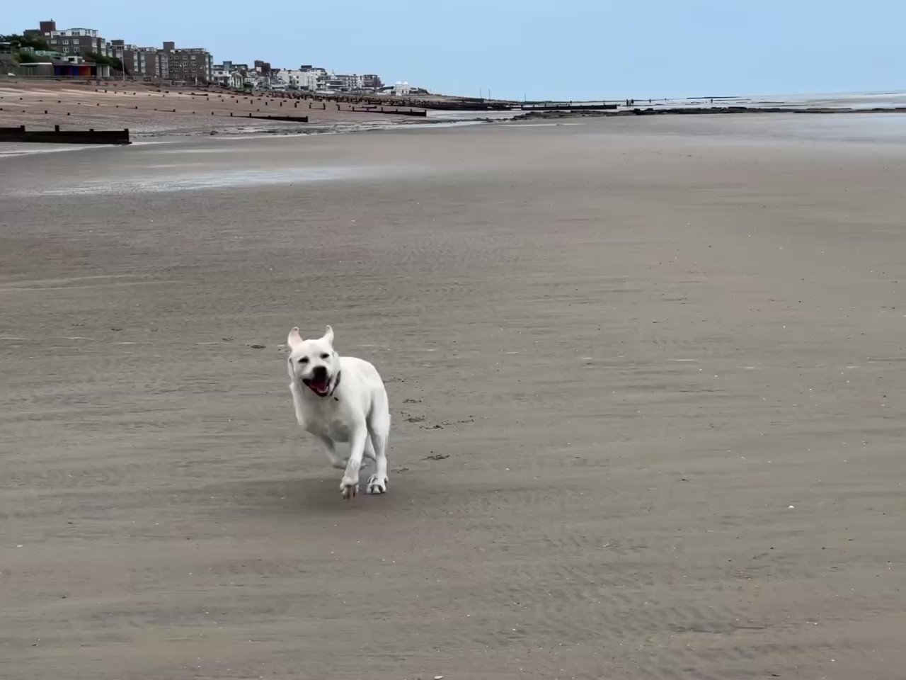 Mike Graham 🇬🇧 on Twitter "Tide’s out at Bexhill good day to avoid the rain with Ziggy https