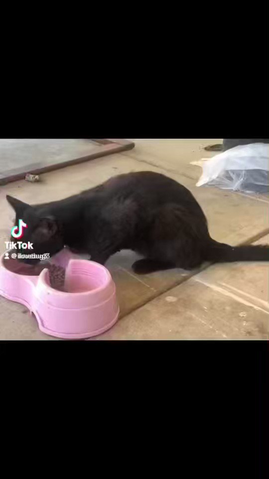 🫧🐚 on Twitter "can anyone in the san bernardino ca area help baby? he