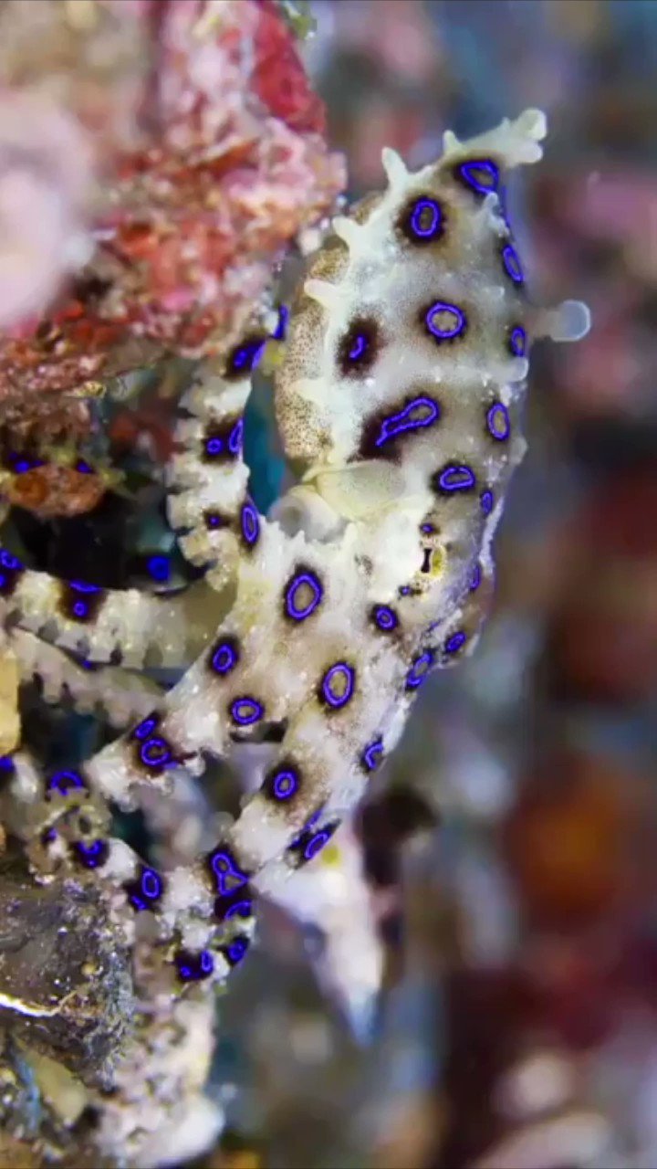 Wildlife RAW on Twitter "World's Most Dangerous Octopus! The blueringed octopus, despite its